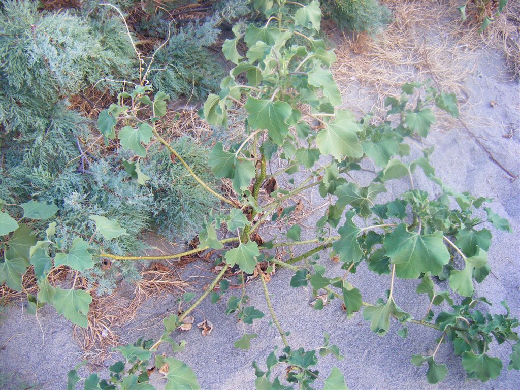 Xanthium sp.